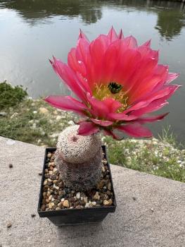 Preview: Echinocereus pectinatus detras rot